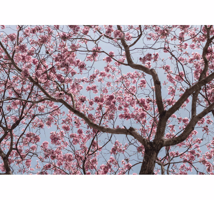 Cortina roller cocina árbol de flores de cerezo rosa - TenVinilo