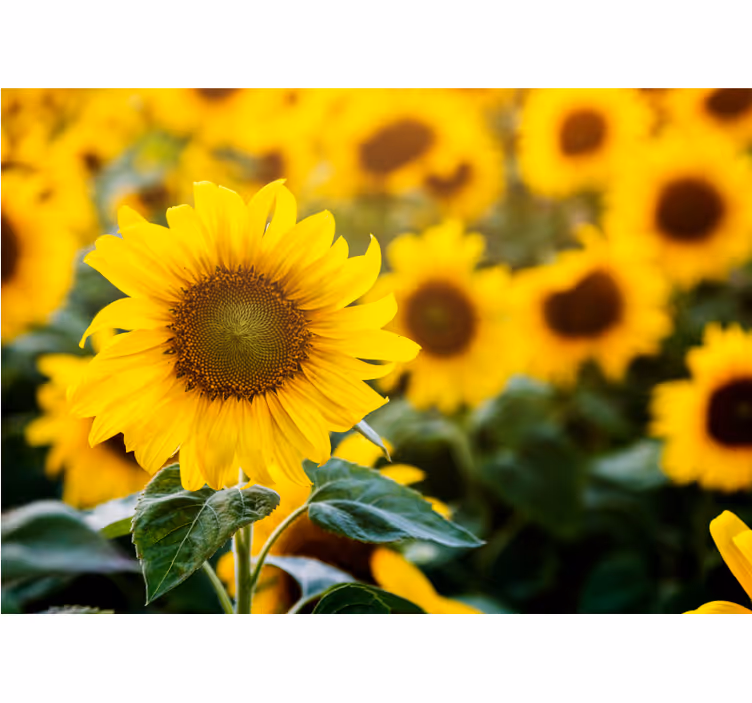 Cortina roller living comedor campo de girasoles - TenVinilo