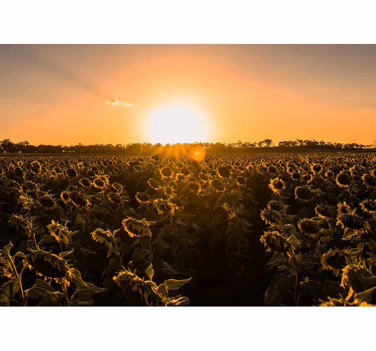 Cortina roller living comedor campo de girasoles al amanecer - TenVinilo