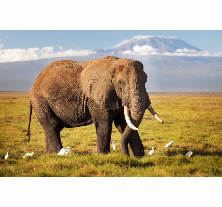 Cortina roller living comedor elefante kilimanjaro - TenVinilo