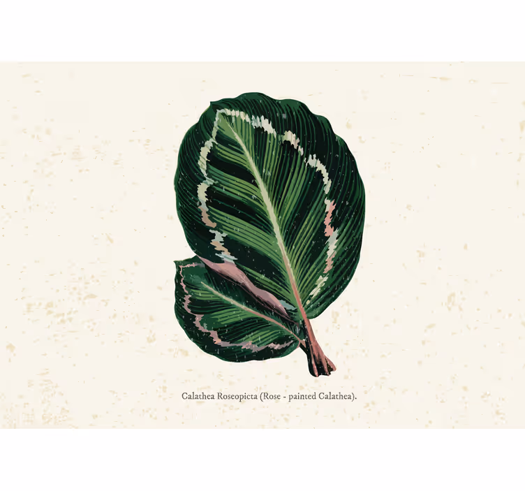 Cortina roller habitación hojas maranta verde rojo - TenVinilo