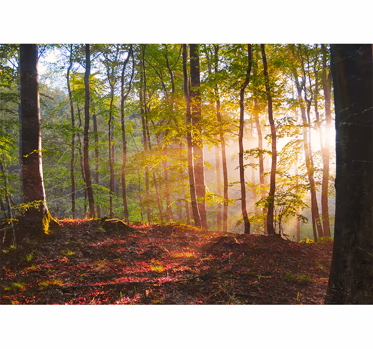 Cortina roller habitación hermoso amanecer en el bosque - TenVinilo