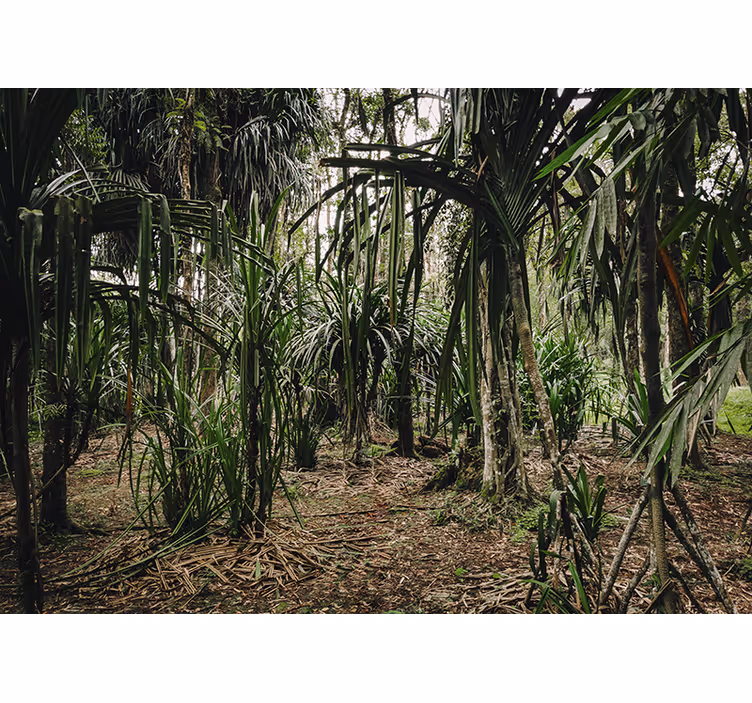 Cortina roller habitación bosque tropical profundo - TenVinilo