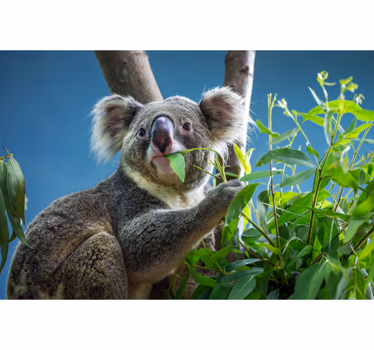 Cortina roller habitación osos koala adorables - TenVinilo