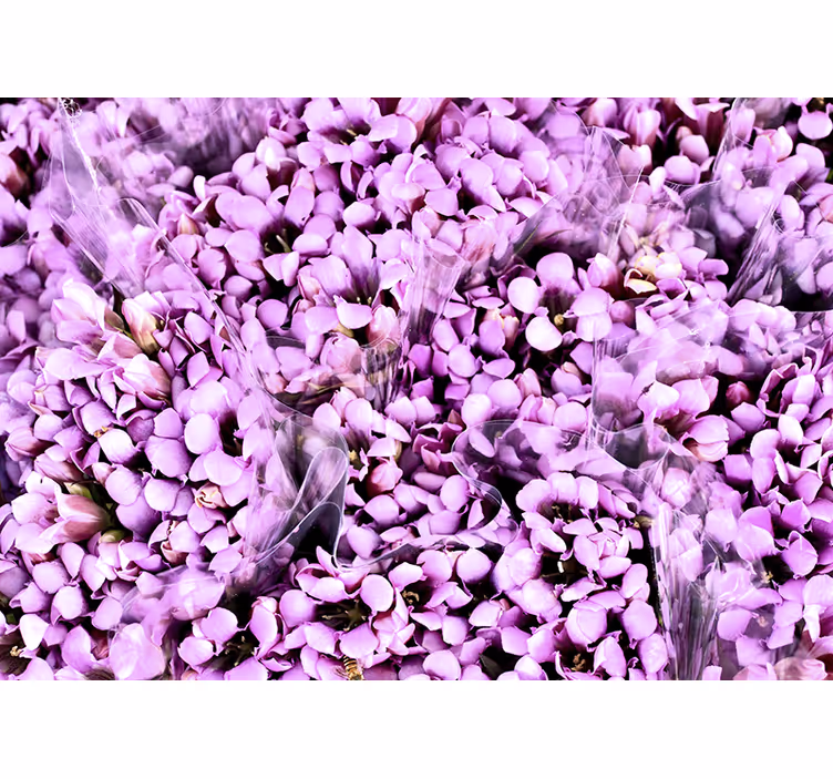 Cortina roller habitación pradera de crocus morados - TenVinilo