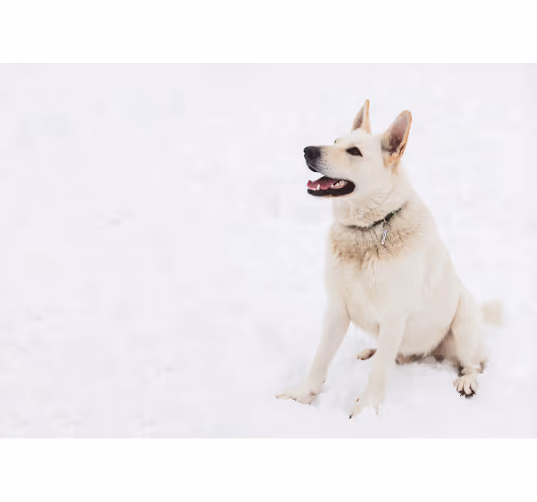 Cortina roller blanca husky en la nieve - TenVinilo