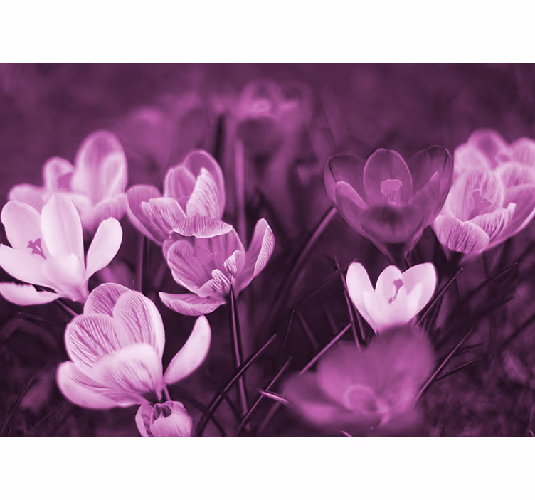 Cortina roller living comedor flor de crocus rosa - TenVinilo