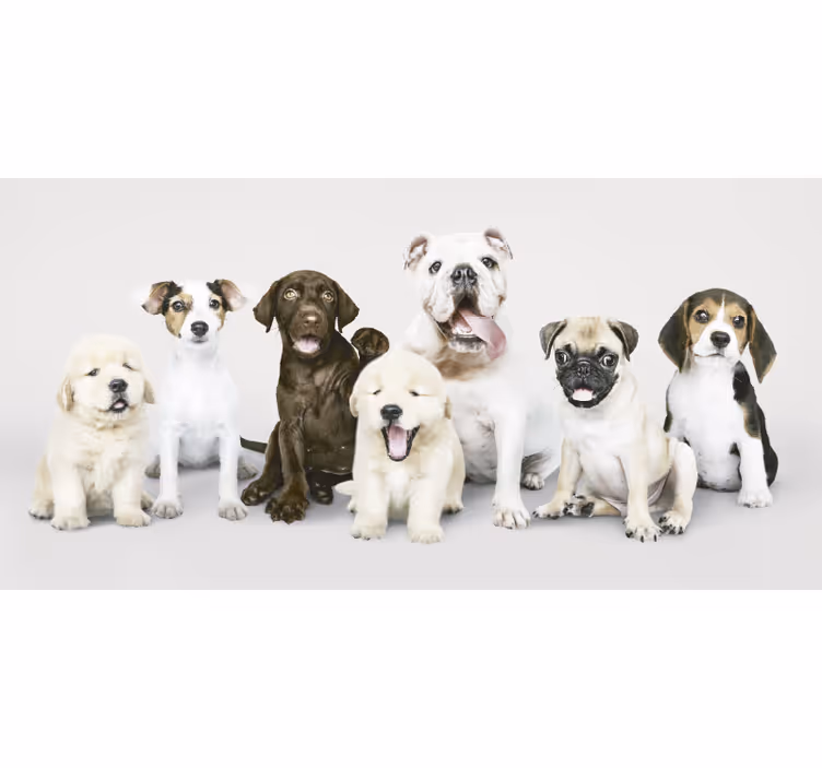 Cortina roller animales fotografía perros cachorros - TenVinilo