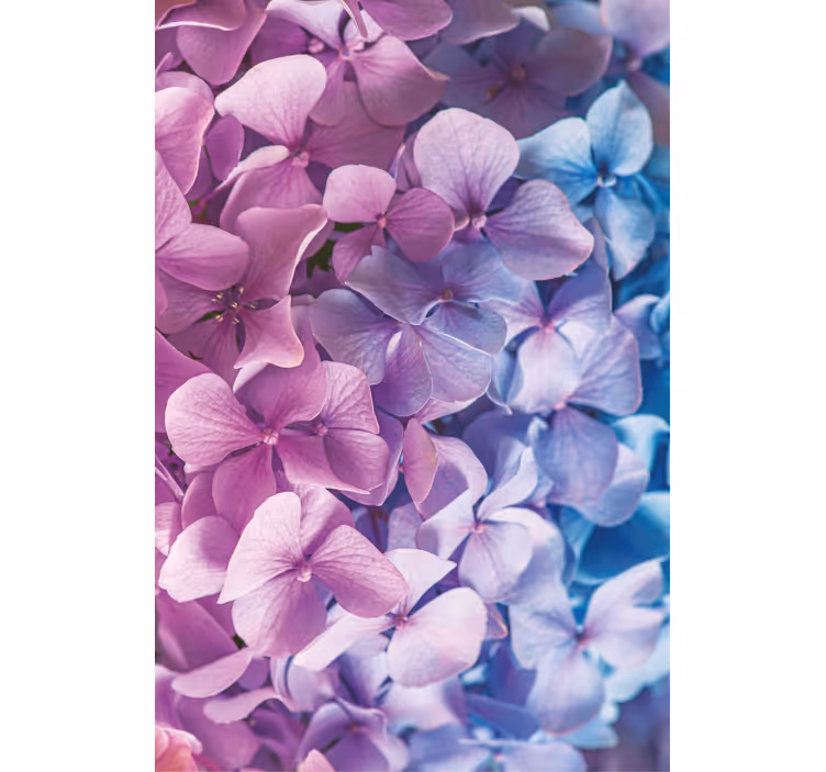 Estor floral Muchas flores de hortensias diferentes - TenVinilo