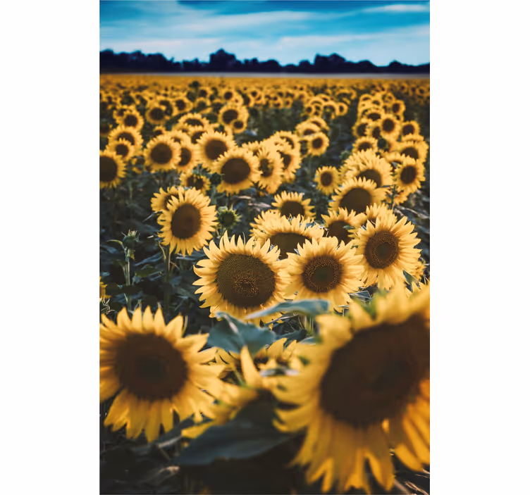 Estor estampado floral campo de girasoles - TenVinilo