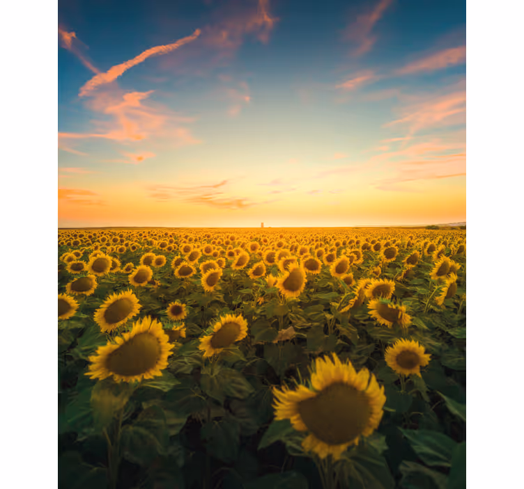 Estor floral Campo de girasoles - TenVinilo