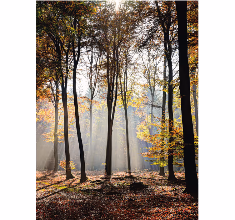 Cortina roller árboles escena de bosque iluminado por el sol - TenVinilo