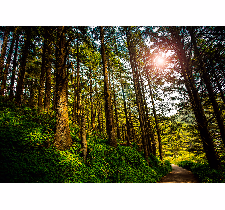 Fotomural bosque verde con destello solar - TenVinilo