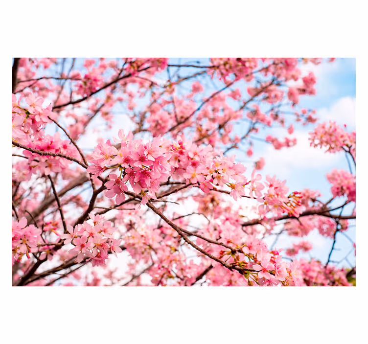 Fotomural de arboles Fondo del cielo del árbol de la flor de cere - TenVinilo