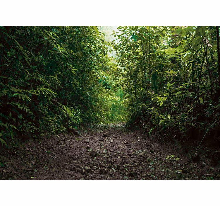 Mural de naturaleza sendero verde vibrante - TenVinilo