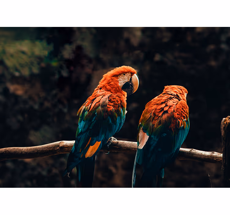 Fotomural animale Loros de colores - TenVinilo