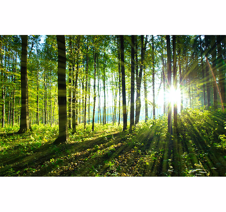 Fotomural naturaleza Paisaje forestal con reflejo de luz - TenVinilo