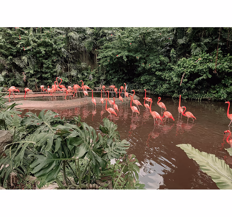 Fotomural naturaleza Flamencos pacíficos en un lago - TenVinilo