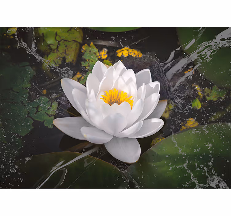 Fotomural flores Loto blanco y amarillo - TenVinilo