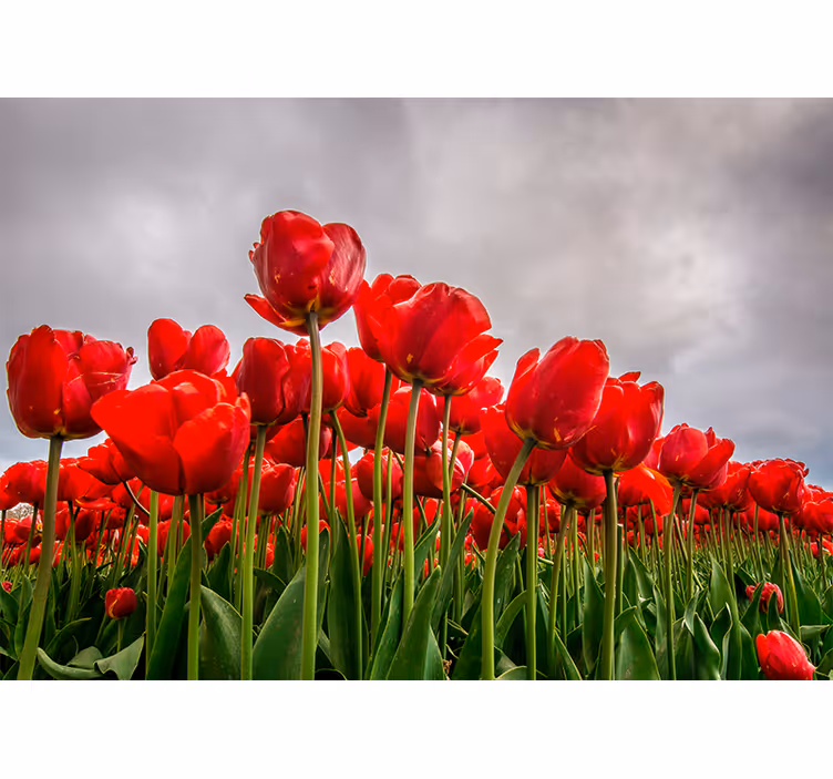 Fotomural flores Flores rojas llenas de cielo nublado - TenVinilo
