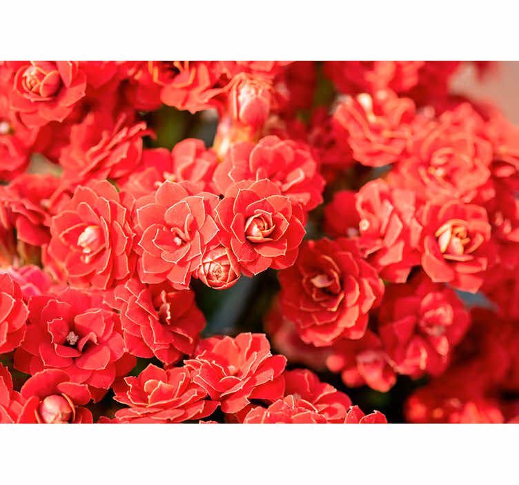 Fotomural flores Cerrar hermosas flores rojas - TenVinilo