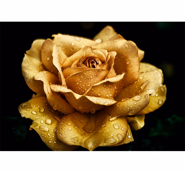 Fotomural de rosas Cerrar rosa dorada - TenVinilo
