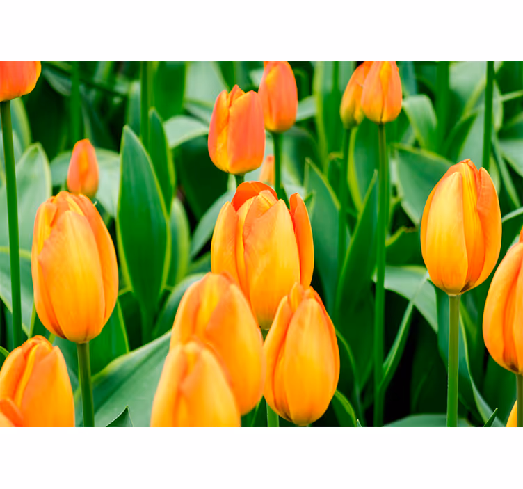 Fotomural de tulipanes Flores de tulipán naranja - TenVinilo