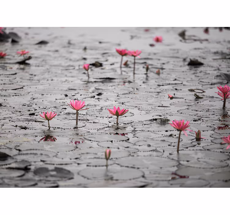 Fotomural flores Flores de loto en escala de grises de agua - TenVinilo