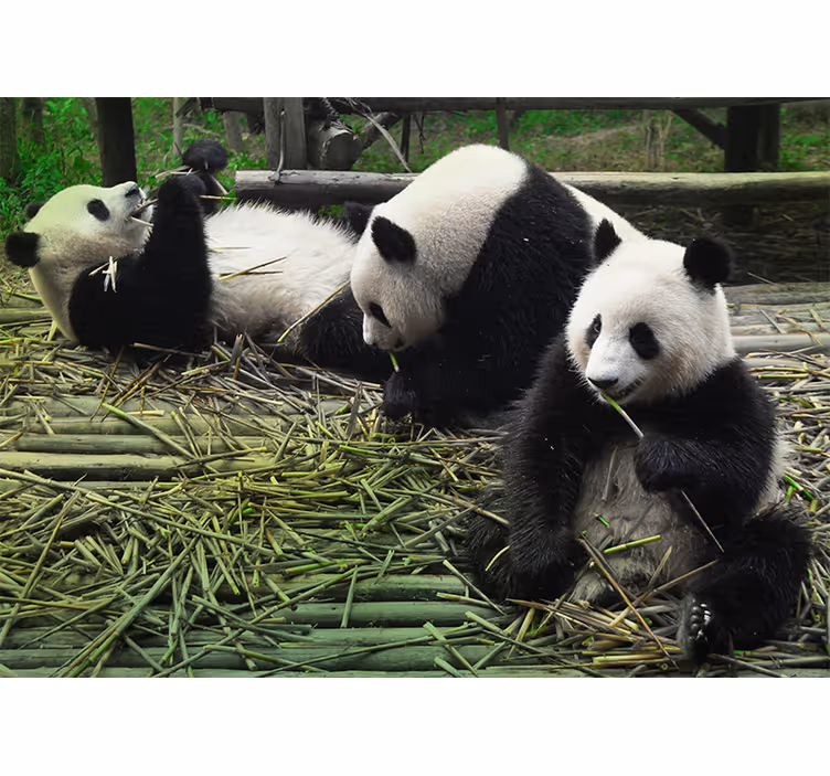 Mural para salón Pandas naturaleza - TenVinilo