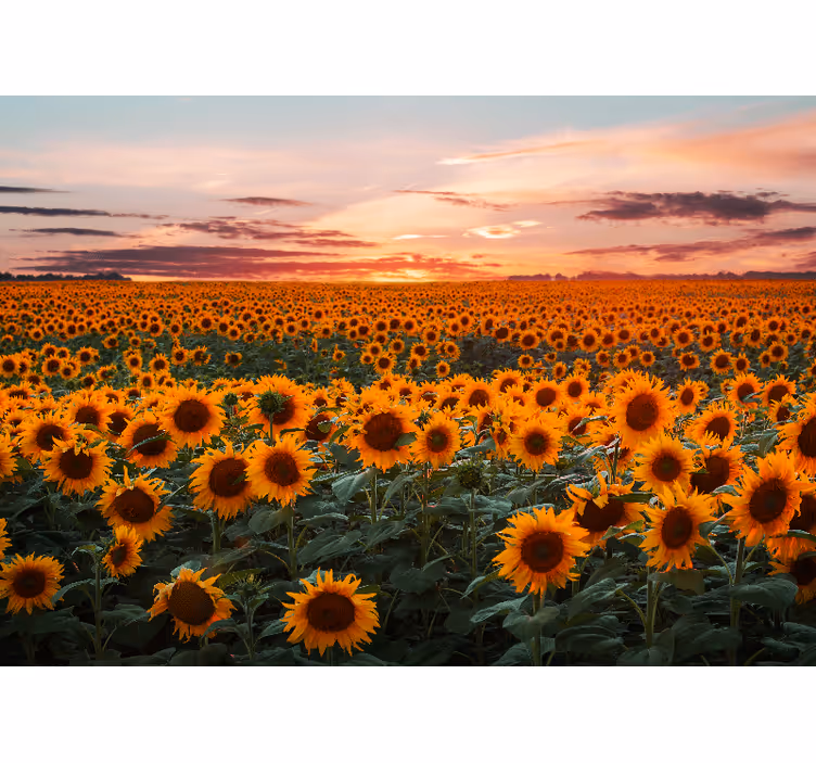 Mural de flores prado de girasoles al atardecer - TenVinilo