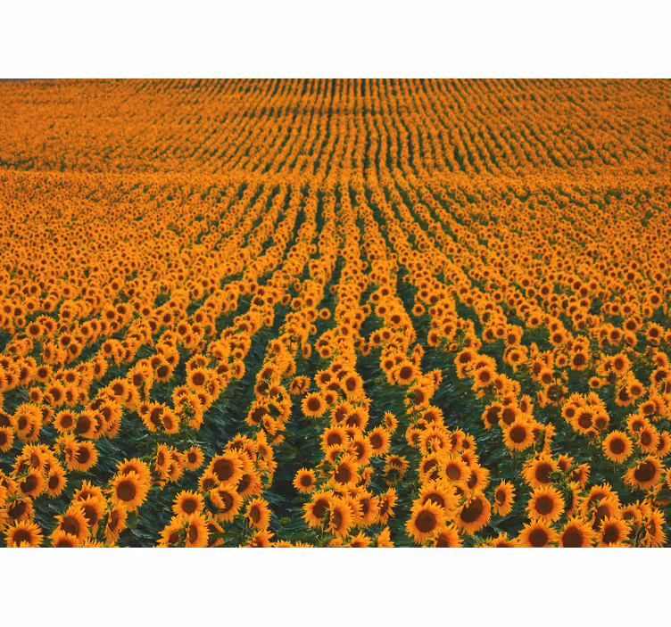 Mural de flores pradera de girasoles - TenVinilo