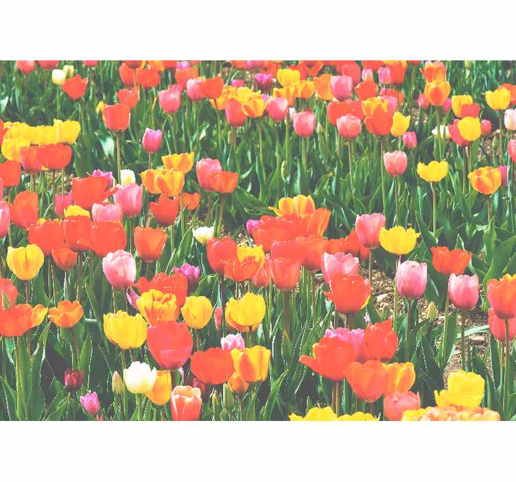 Mural de flores campo de tulipanes en flor - TenVinilo