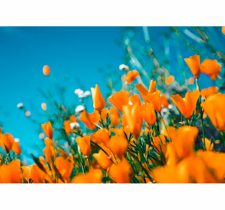 Fotomural flores Campo de flores de naranja - TenVinilo