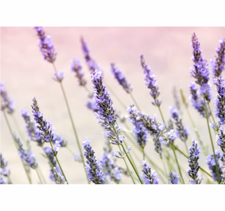 Mural de flores elegancia floral lavanda - TenVinilo