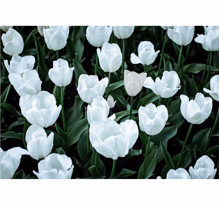 Fotomural de tulipanes Tulipanes blancos - TenVinilo