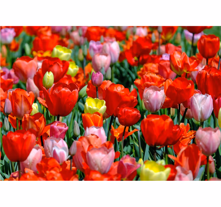 Mural de flores campo de tulipanes coloridos - TenVinilo