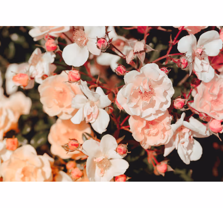 Fotomural de rosas Muchas flores - TenVinilo