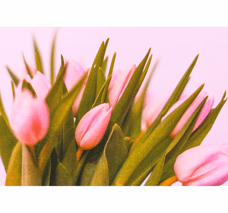 Mural amapolas y flores de tulipán rosa - TenVinilo