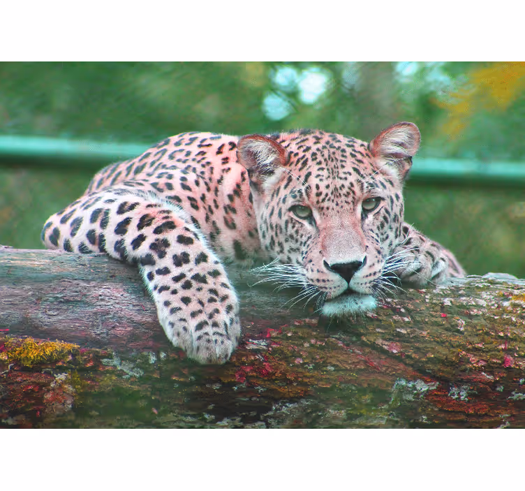 Mural para salón Jaguar selva animales del bosque - TenVinilo