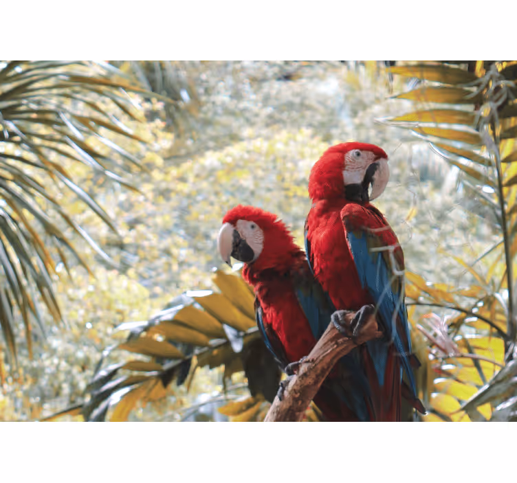 Mural para salón Guacamayos rojos en árbol de hojas verdes - TenVinilo