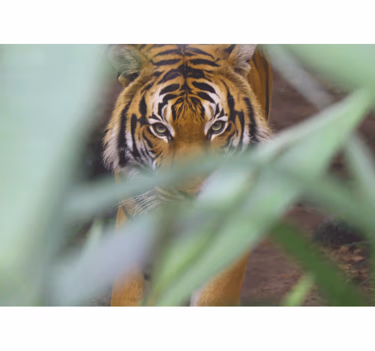Mural de animales tigre en la naturaleza - TenVinilo