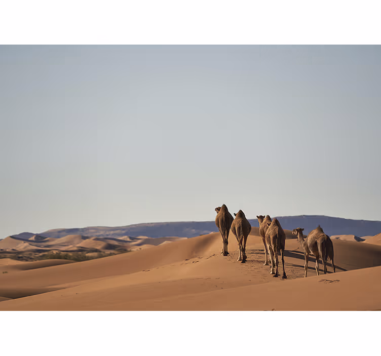 Mural de desierto camellos del desierto - TenVinilo