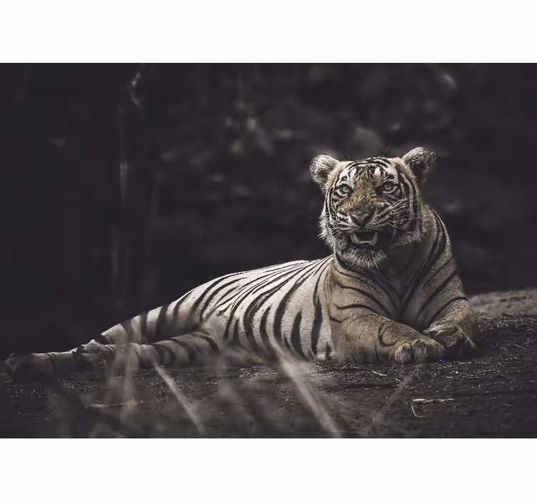 Fotomural animale Tigre acostado - TenVinilo