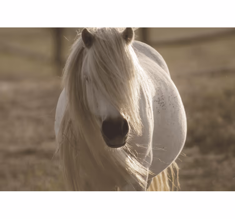 Mural de animales caballo blanco regalado - TenVinilo