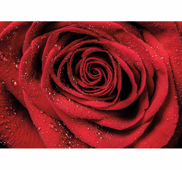 Mural de flores rosa con gotas de agua - TenVinilo
