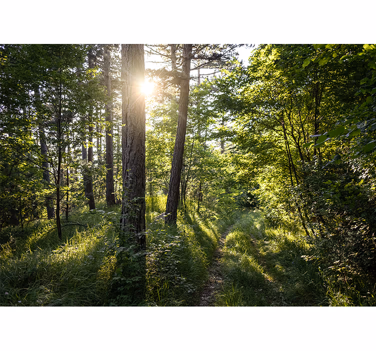 Fotomural de bosque Día soleado en el bosque - TenVinilo
