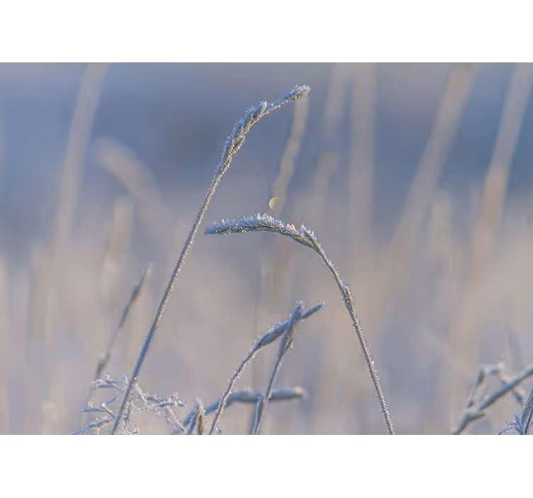 Mural de naturaleza puntas de hierba helada - TenVinilo