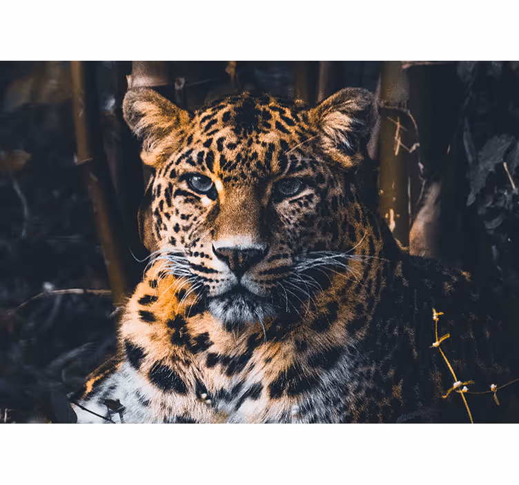 Mural de animales retrato de leopardo majestuoso - TenVinilo