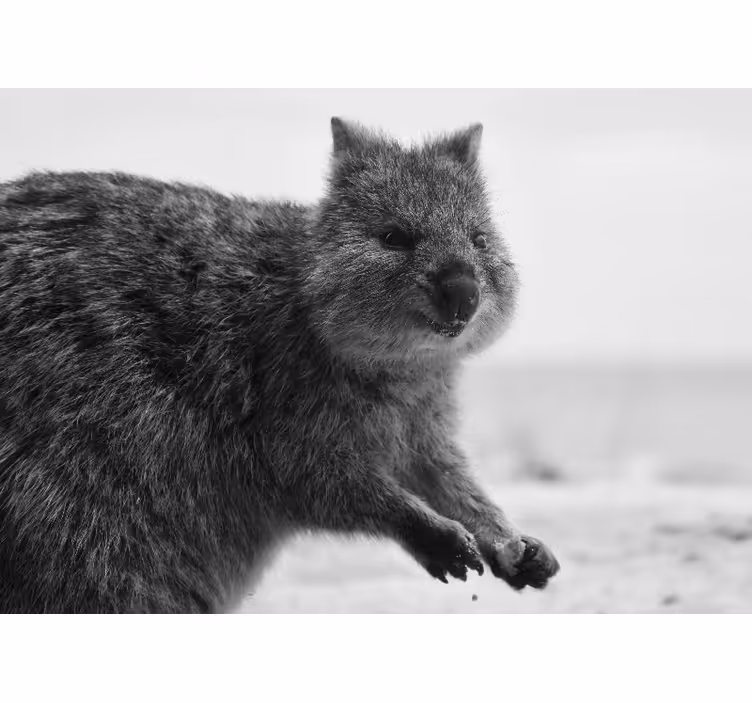 Mural de animales expresión de wombat en primer plano - TenVinilo