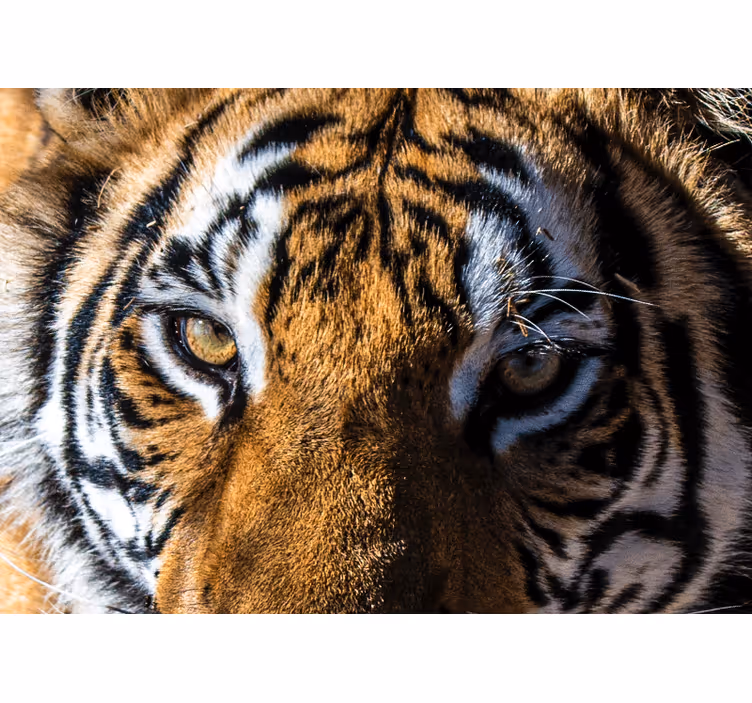 Fotomural africano Hermosos ojos de tigre - TenVinilo